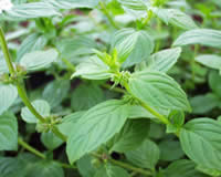 Refreshing Mint