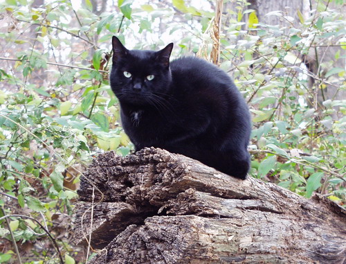 Cosmic the Cat