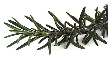 Rosemary