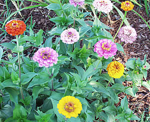 Lovely Zinnias